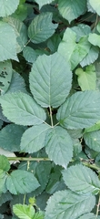 Rubus bifrons