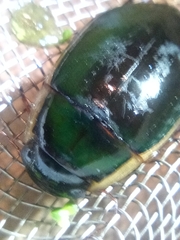 Dytiscus dimidiatus
