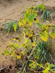 Xanthium strumarium