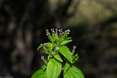 Stevia micrantha