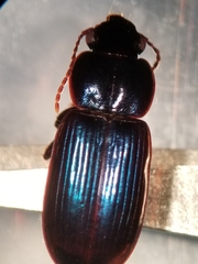 Harpalus amputatus