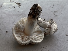 Tricholoma columbetta