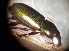Harpalus amputatus