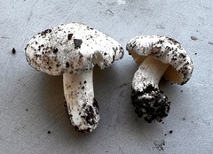 Tricholoma columbetta