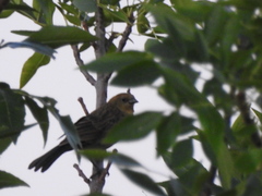 Chrysomus ruficapillus