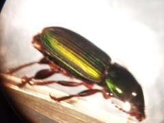 Harpalus amputatus