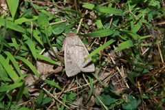 Leucania pseudargyria