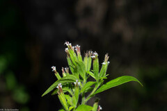 Stevia micrantha