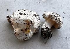 Tricholoma columbetta