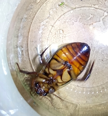Dytiscus dimidiatus
