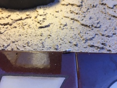 Ponometia elegantula