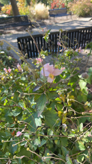 Eriocapitella hupehensis