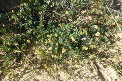 Roepera sessilifolia