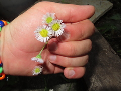 Erigeron philadelphicus