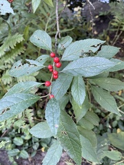 Ilex verticillata