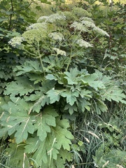 Heracleum sphondylium pyrenaicum