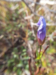 Gentianeae