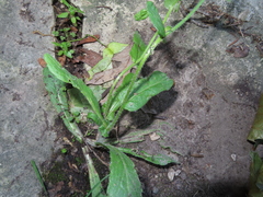 Erigeron philadelphicus