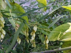 Dioscoreaceae
