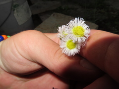 Erigeron philadelphicus