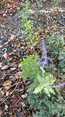 Salvia yangii