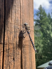 Rhionaeschna californica