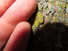 Xanthomendoza ulophyllodes