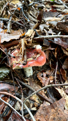 Russula cremoricolor