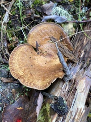 Agaricomycetidae