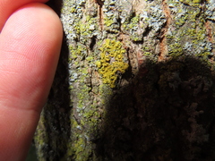 Xanthomendoza ulophyllodes