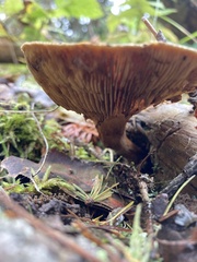 Agaricomycetidae