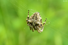 Araneus angulatus