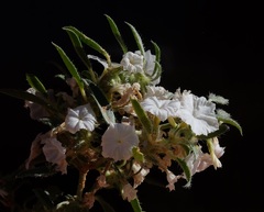 Euploca convolvulacea