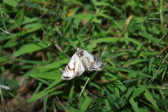 Chrysanympha formosa