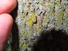 Xanthomendoza ulophyllodes