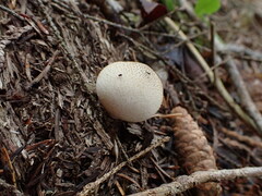 Lycoperdon molle