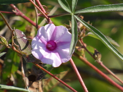 Ipomoea heptaphylla