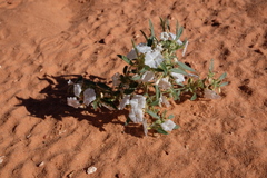 Euploca convolvulacea