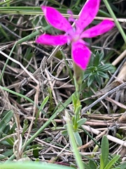 Dianthus deltoides deltoides