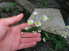 Erigeron philadelphicus
