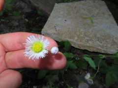 Erigeron philadelphicus