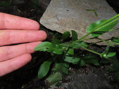 Erigeron philadelphicus
