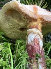 Suillus clintonianus