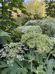 Heracleum sphondylium pyrenaicum