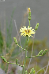 Lactuca tuberosa