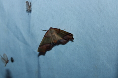 Plagodis phlogosaria