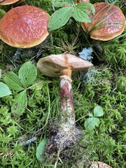 Suillus clintonianus