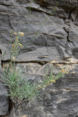 Matthiola fruticulosa