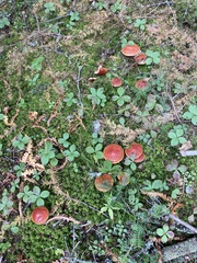 Suillus clintonianus