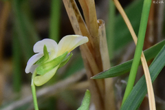 Viola kitaibeliana
